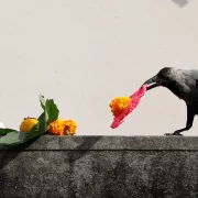 आज काग तिहार मनाइँदै