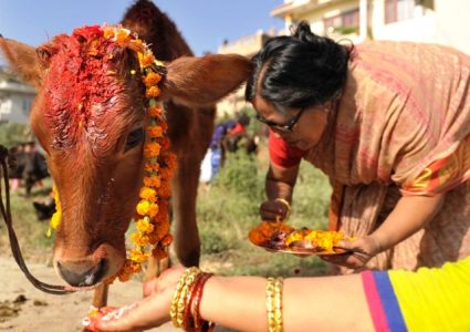 आज गाई तिहार