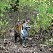 मकवानपुरमा बाघको आक्रमणबाट एक जनाको मृत्यु