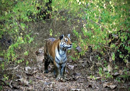 हेटौंडामा देखियो बाघ, सुरक्षित रहन आग्रह, भोलि नियन्त्रणमा लिईने