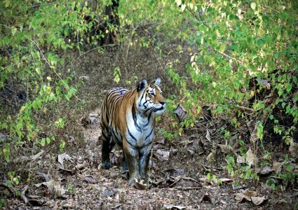 मकवानपुरबाट नरभक्षी बाघ नियन्त्रणमा, चितवन पठाइयो