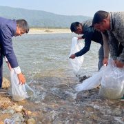 मकवानपुरको बागमती नदीमा १ लाख माछाका भुरा छाडियो